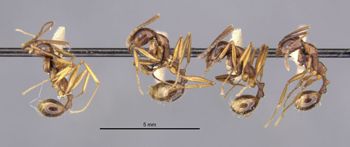 Media type: image;   Entomology 20598 Aspect: habitus lateral